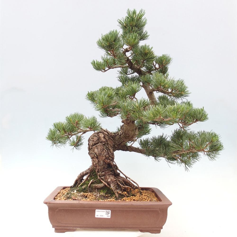 Bonsai da esterno - Pinus parviflora - Pinus parviflora