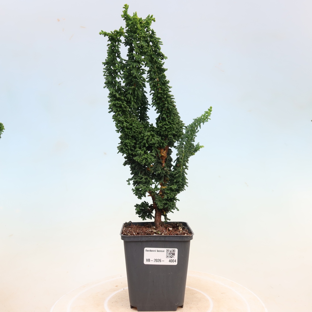 Bonsai da esterno - Cham. obtusa SEKKA HINOKI - Cipresso