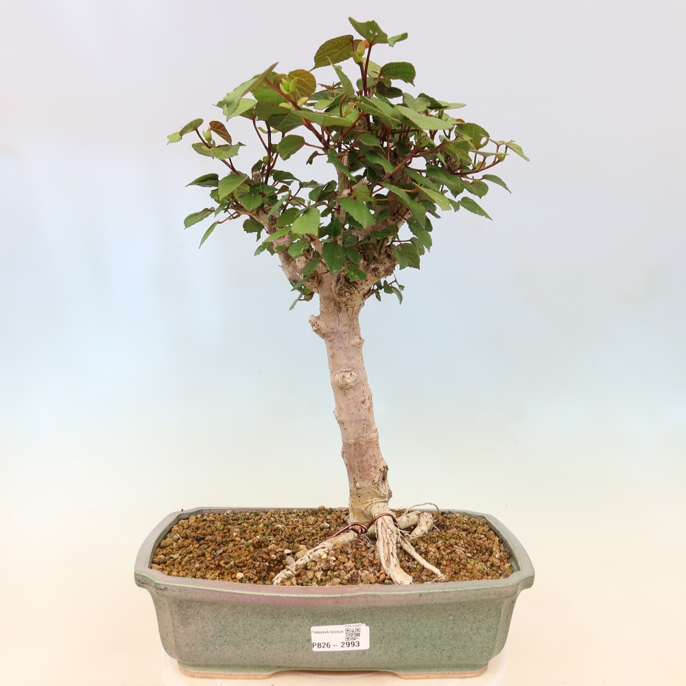 Bonsai da interno - Hibiscus tiliaceus - Ibisco marino