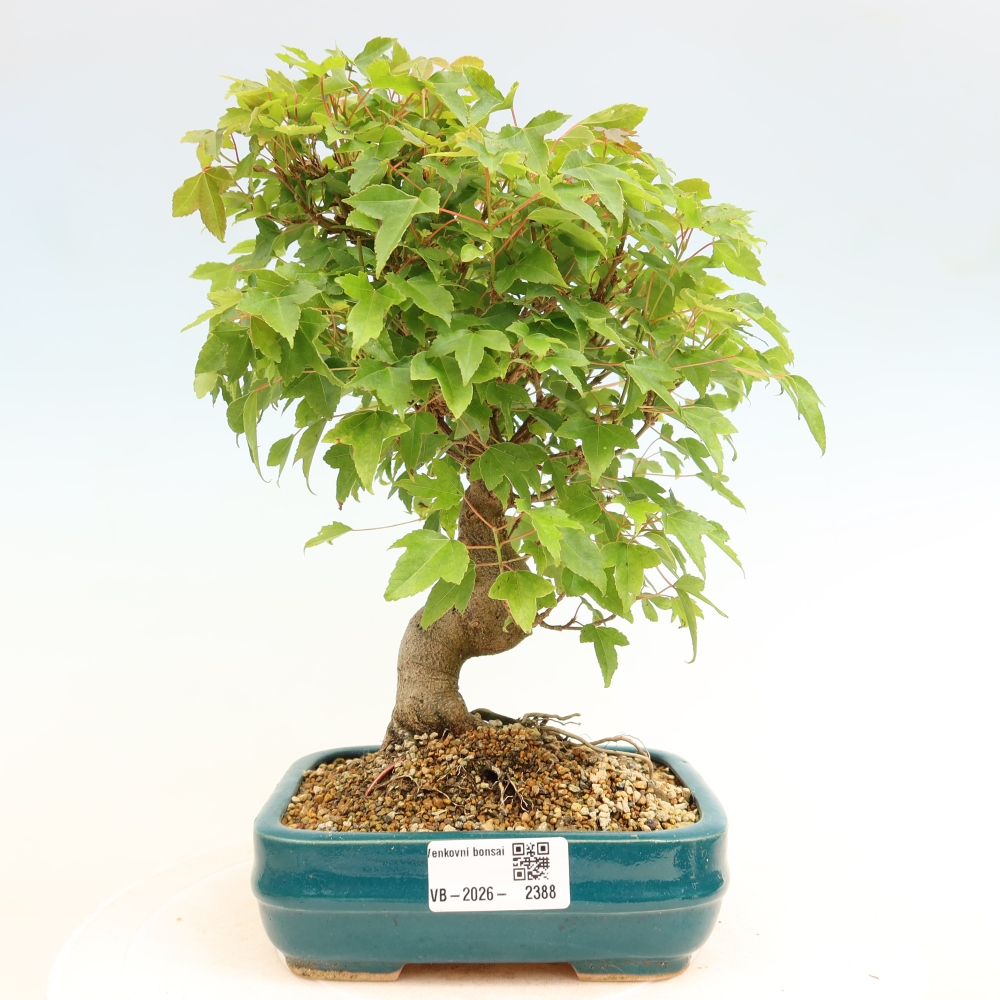 Bonsai da esterno - Acero Burger - Acer Burgerianum