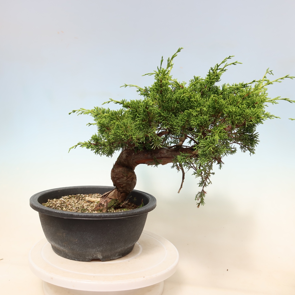 Bonsai da esterno - Juniperus chinensis Itoigawa-Juniperus chinensis