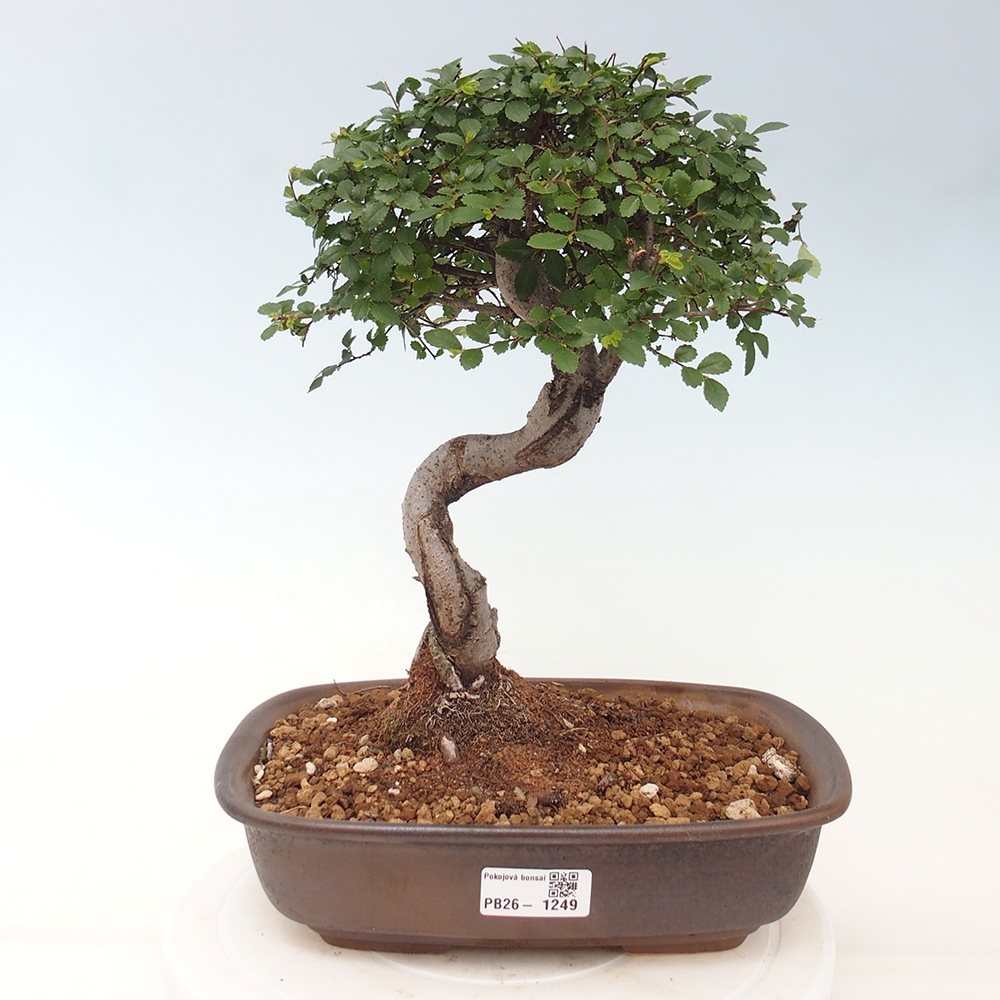 Camera bonsai - Ulmus parvifolia - Olmo a foglie piccole