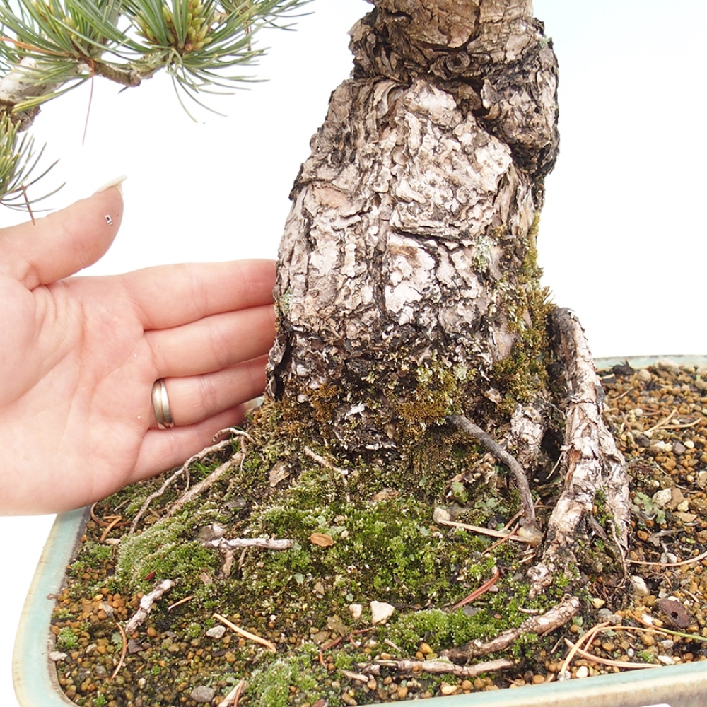 Bonsai da esterno - Pinus parviflora - Pinus parviflora