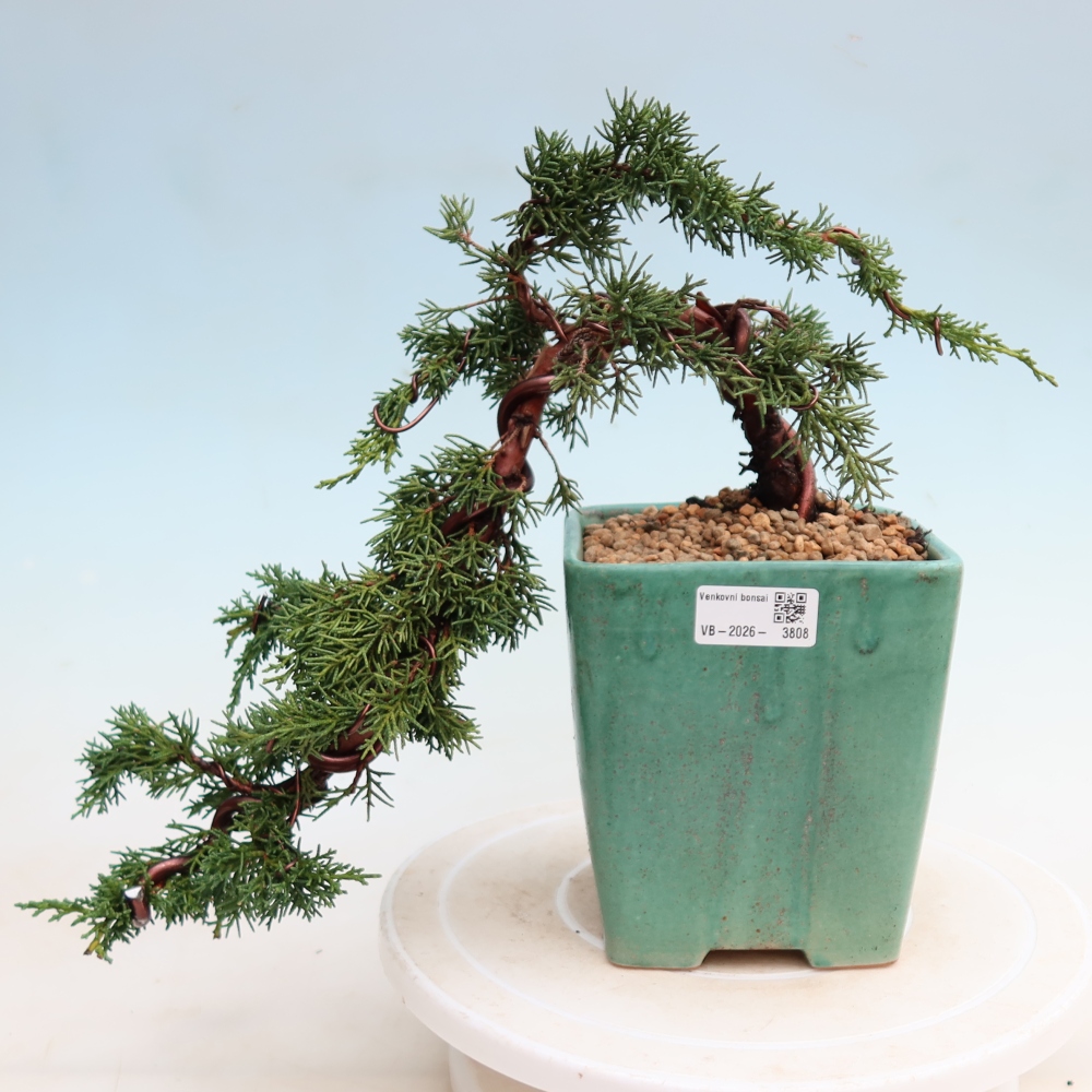 Bonsai da esterno - Juniperus chinensis Kishu
