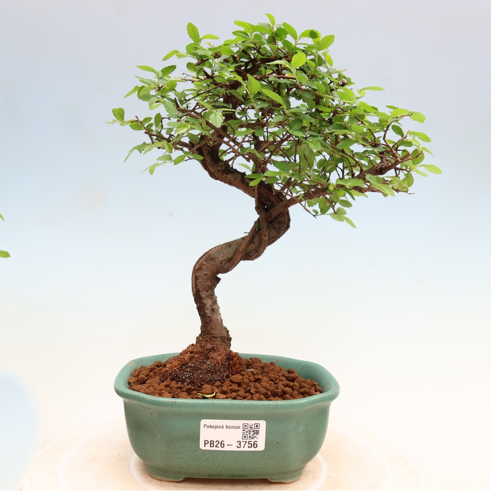 Camera bonsai - Ulmus parvifolia - Olmo a foglie piccole