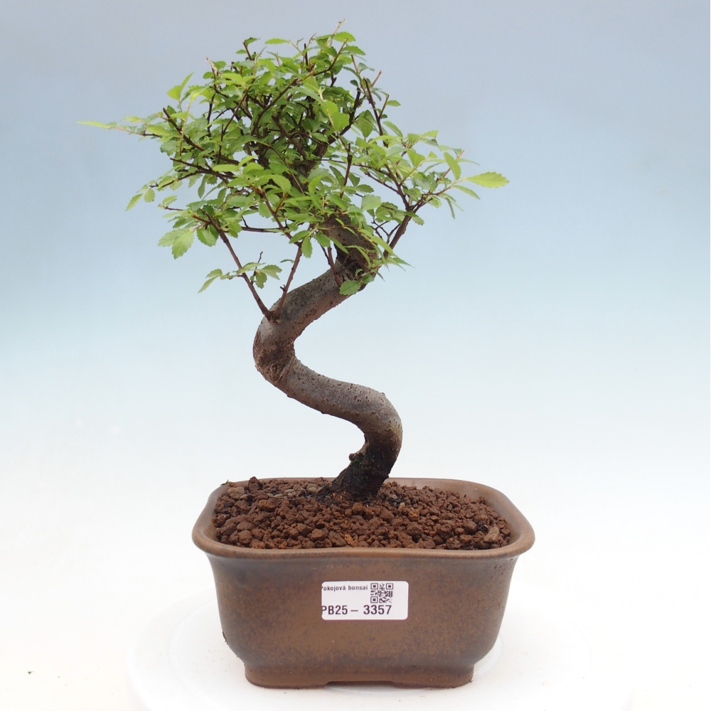 Camera bonsai - Ulmus parvifolia - Olmo a foglie piccole