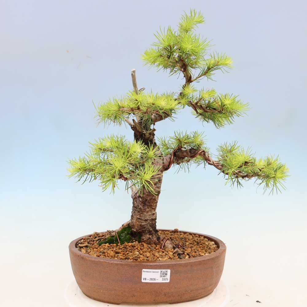 Bonsai da esterno -Larix decidua - Larice