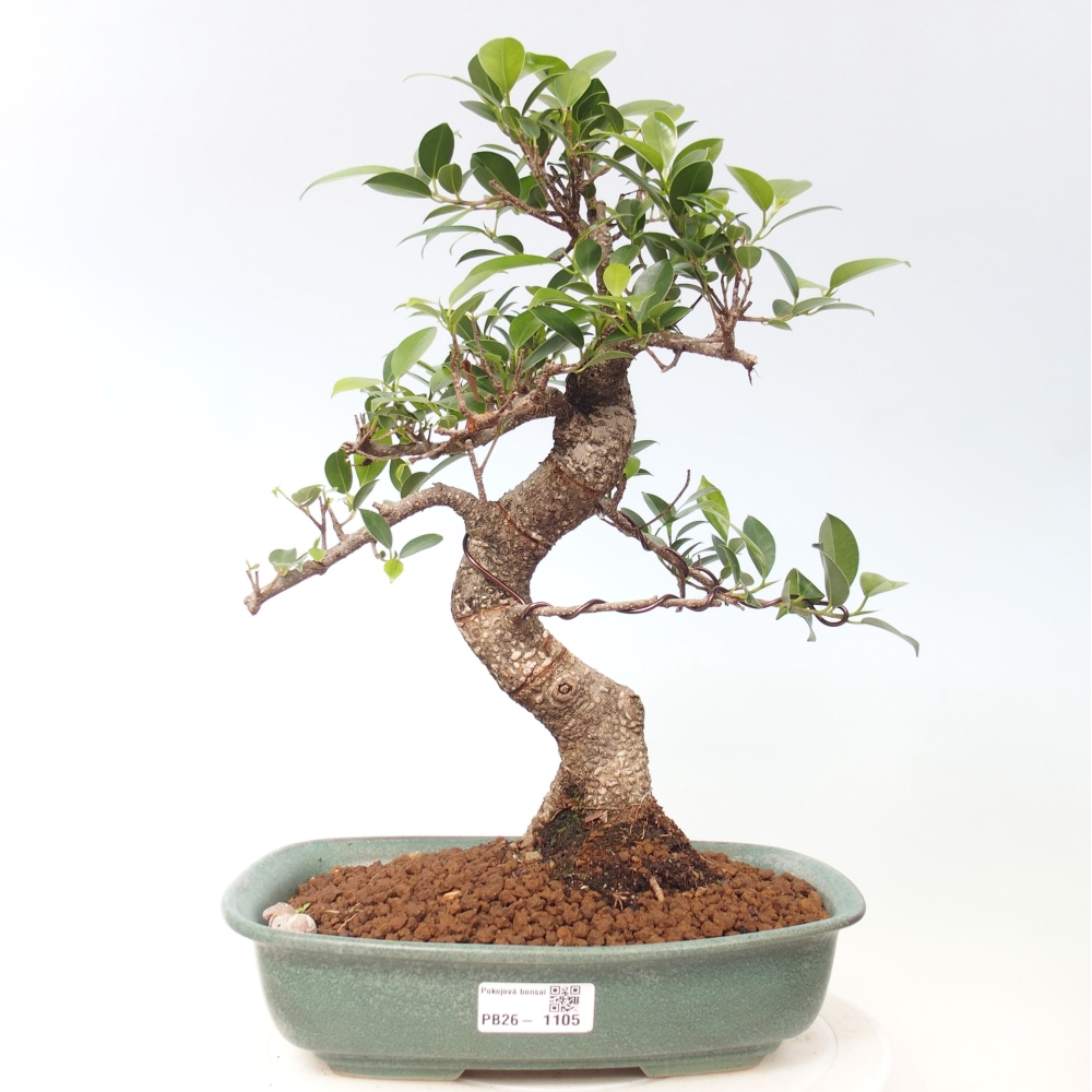 Camera bonsai - Ficus kimmen - ficus a foglie piccole