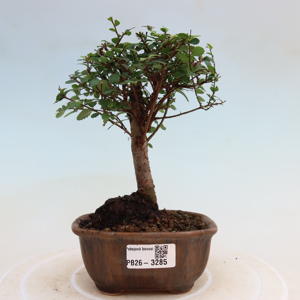 Camera bonsai - Ulmus parvifolia - Olmo a foglie piccole