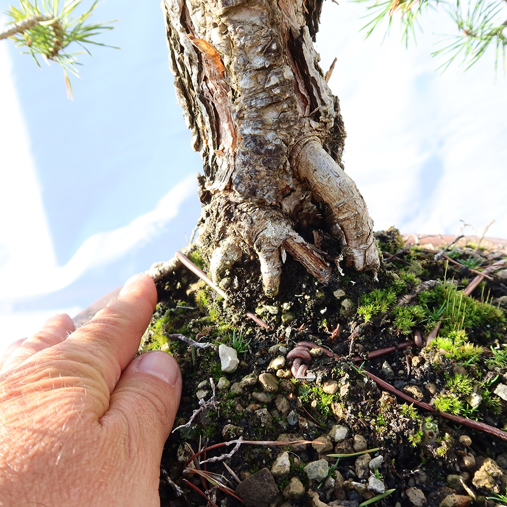 Pinus sylvestris Spagna - pino silvestre