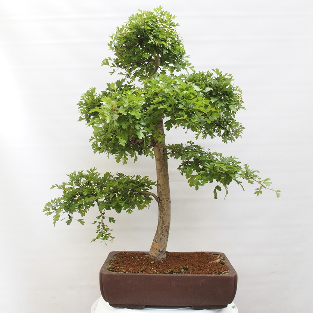 Bonsai da esterno - Biancospino - Crataegus monogyna
