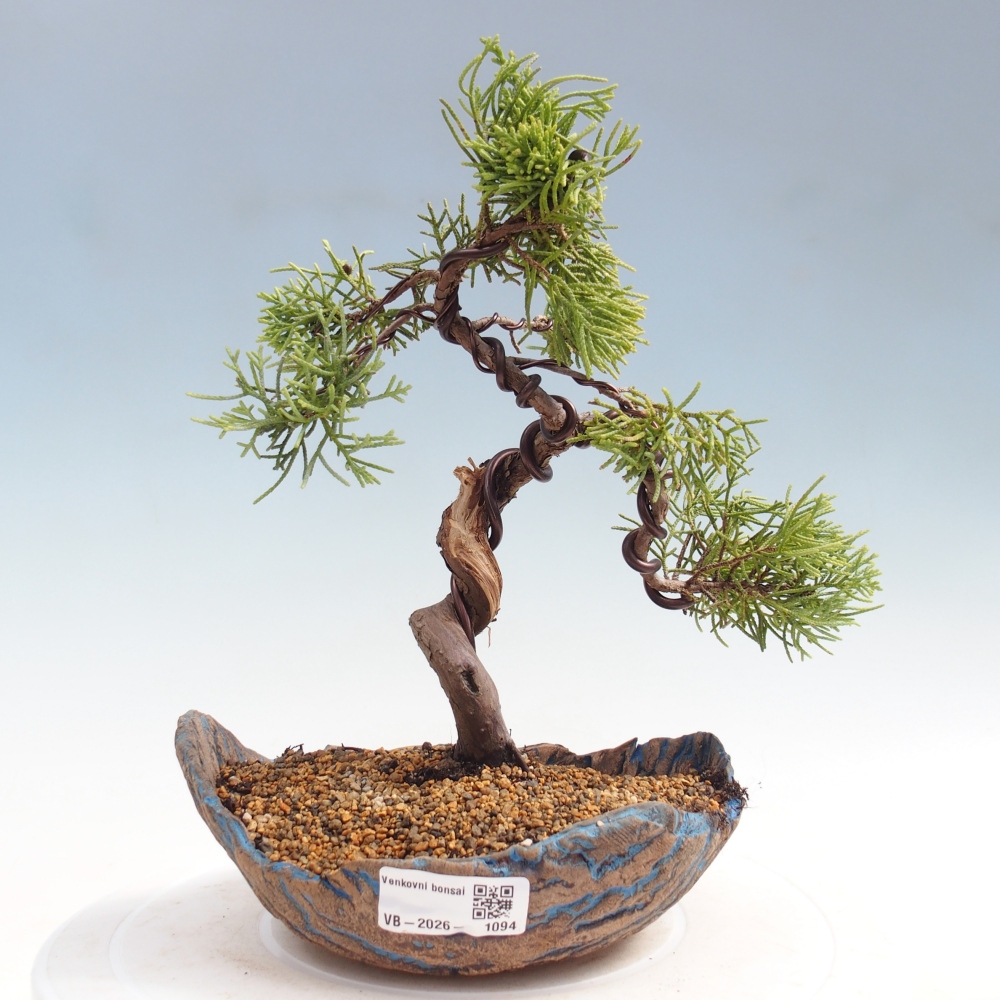 Bonsai da esterno - Juniperus chinensis Kishu