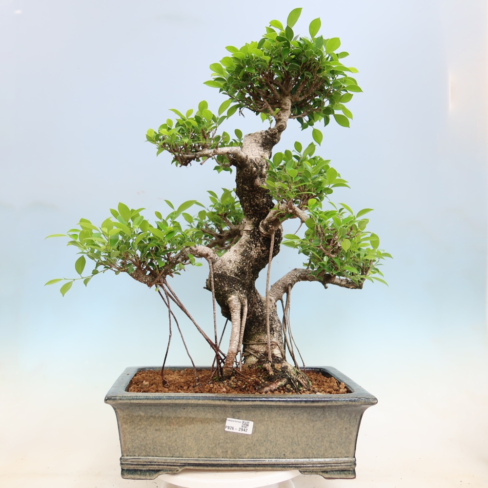 Camera bonsai - Ficus kimmen - ficus a foglie piccole