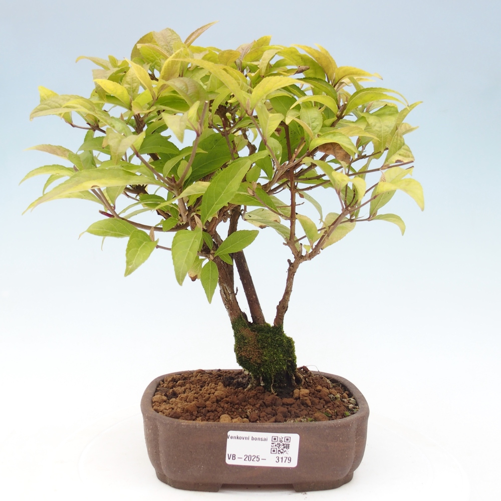 Bonsai da esterno - Callicarpa japonica