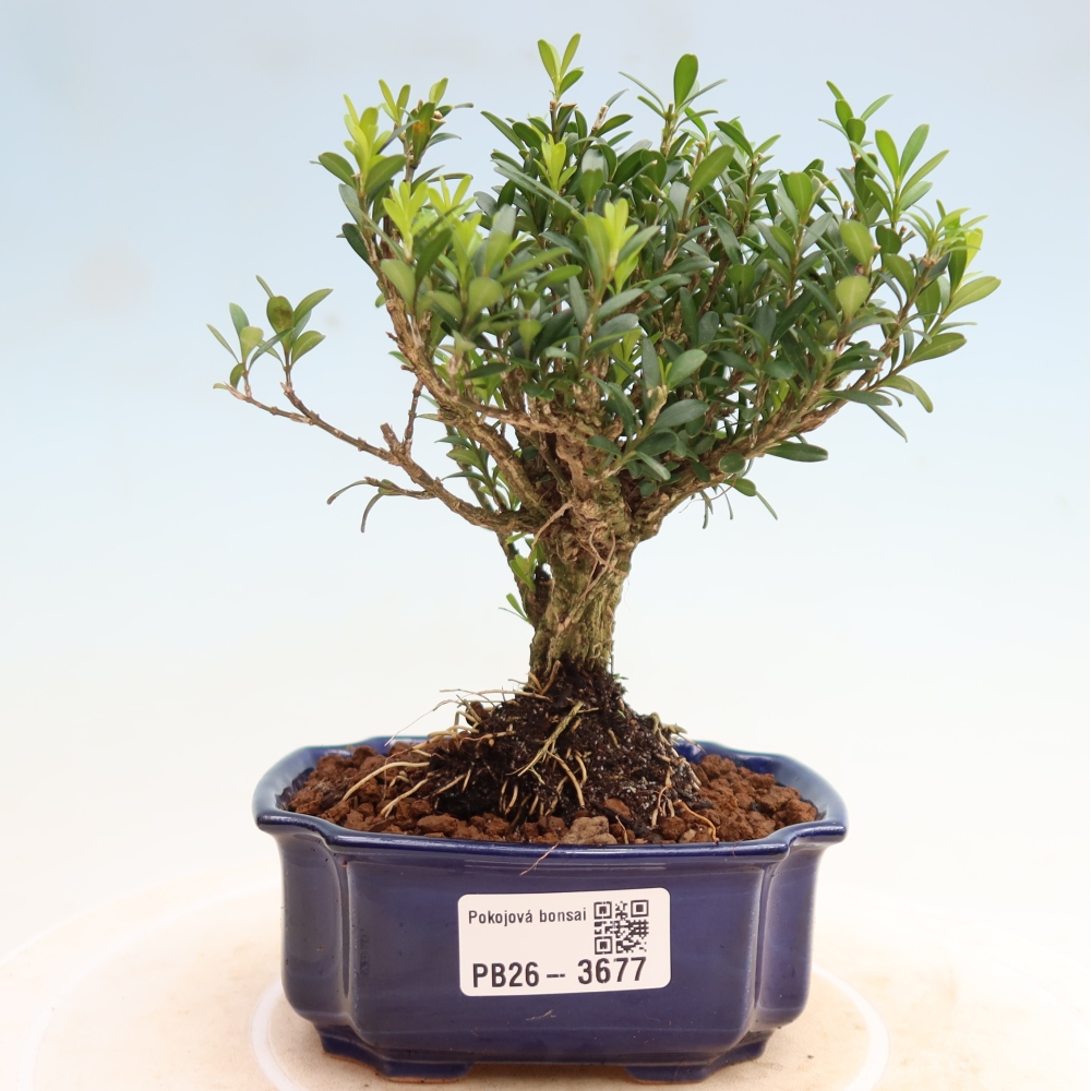 Camera bonsai - Buxus harlandii - buxus da sughero