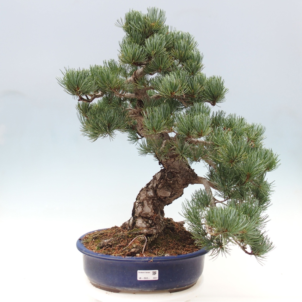 Bonsai da esterno - Pinus parviflora - Pinus parviflora