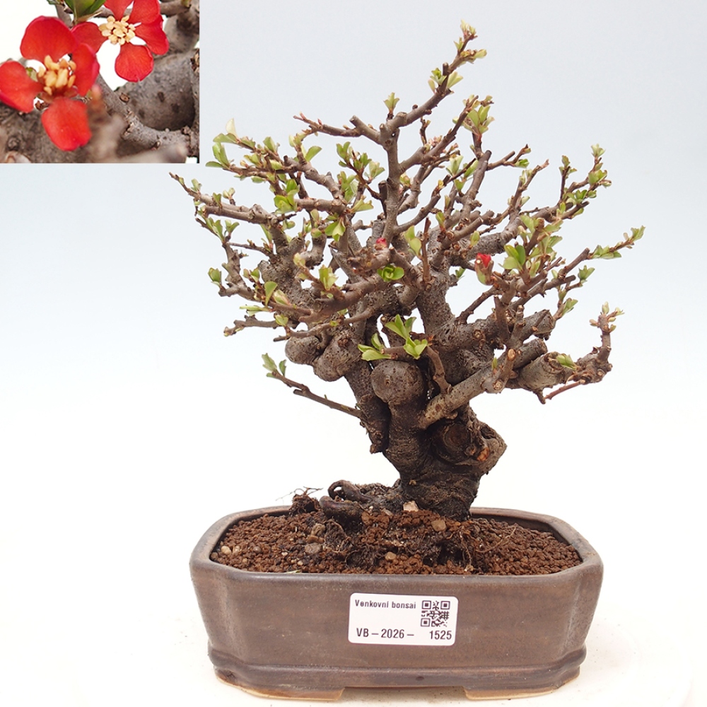 Bonsai da esterno - Chaneomeles speciosa - Cotogno