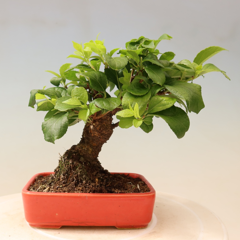 Bonsai da esterno - Celastrus orbiculatus