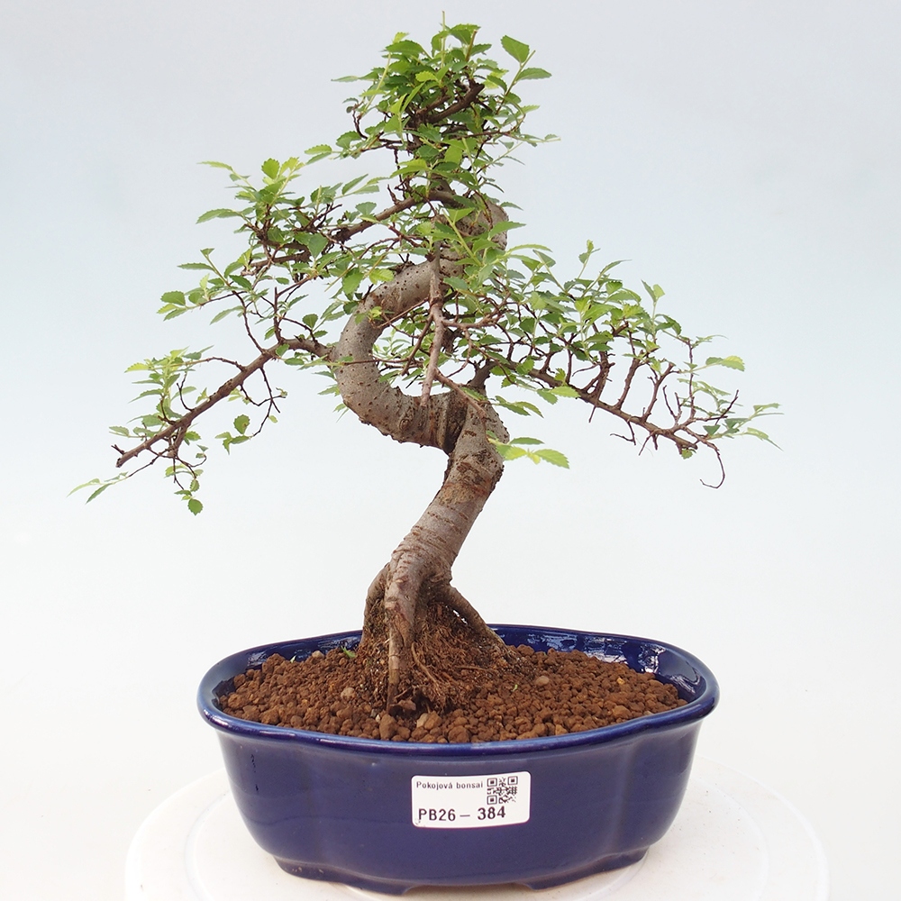 Camera bonsai - Ulmus parvifolia - Olmo a foglie piccole