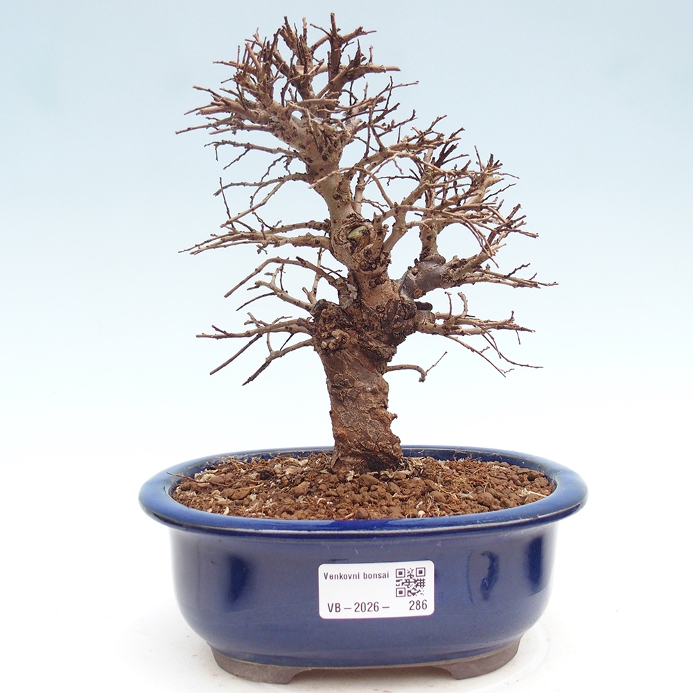 Bonsai da esterno - Zelkova - Zelkova NIRE