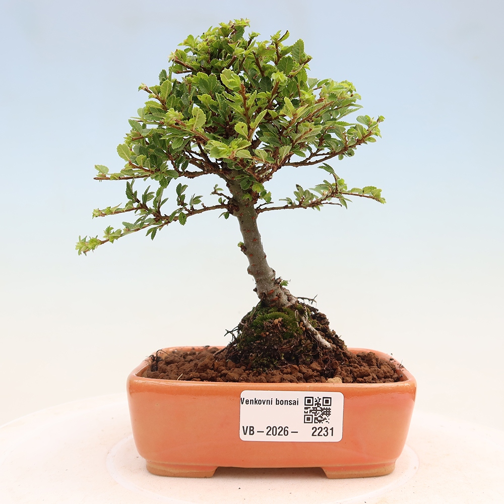 Bonsai da esterno - Ulmus parvifolia Sagei - Olmo a foglie piccole