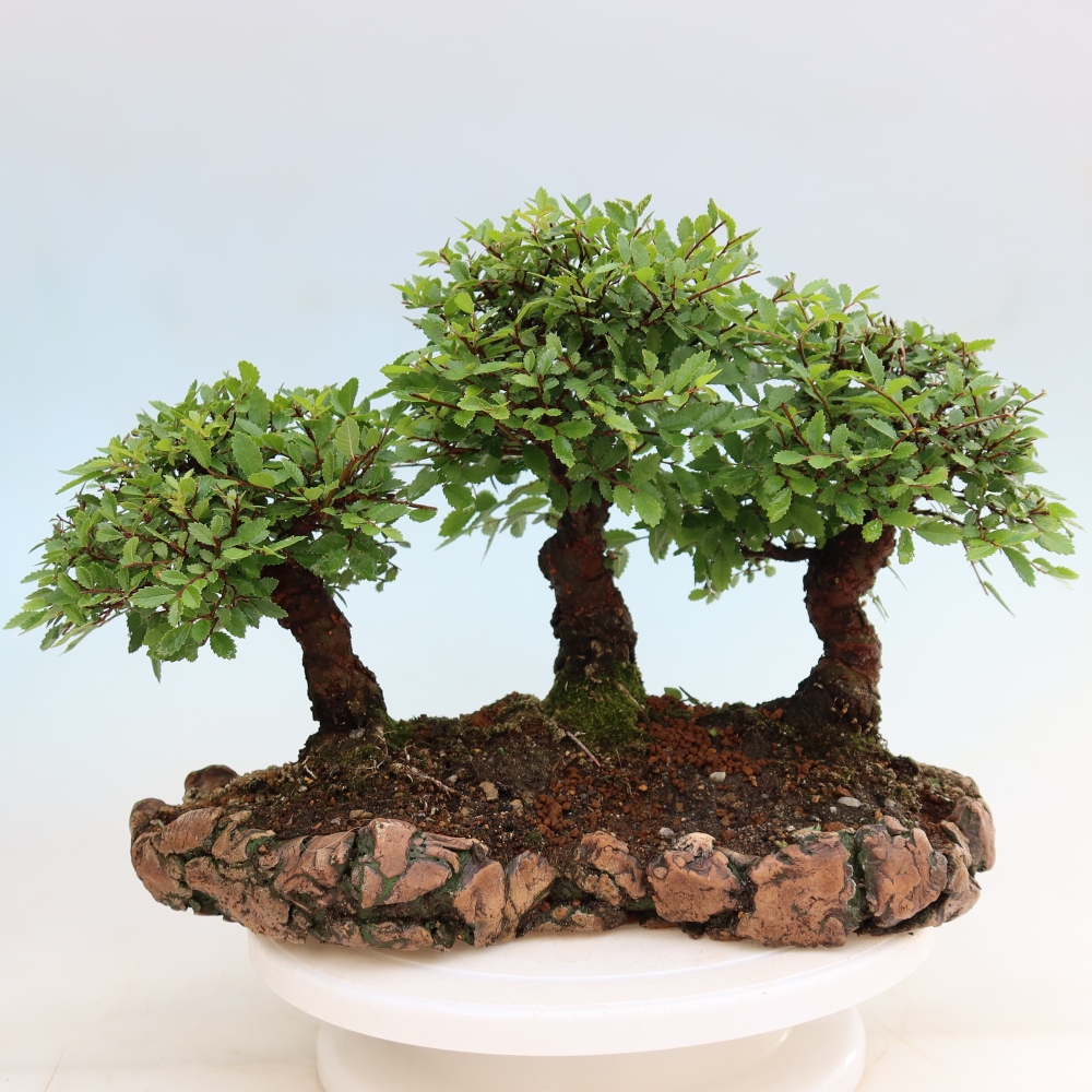 Bonsai da esterno - Zelkova - Zelkova NIRE - boschetto