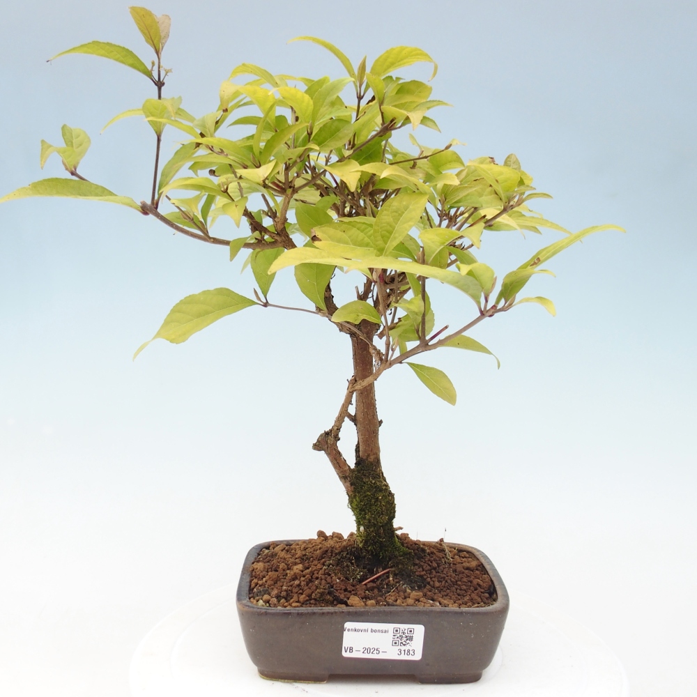 Bonsai da esterno - Callicarpa japonica