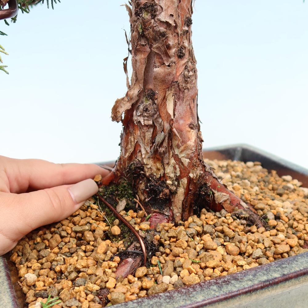 Bonsai da esterno - Juniperus chinensis Kishu