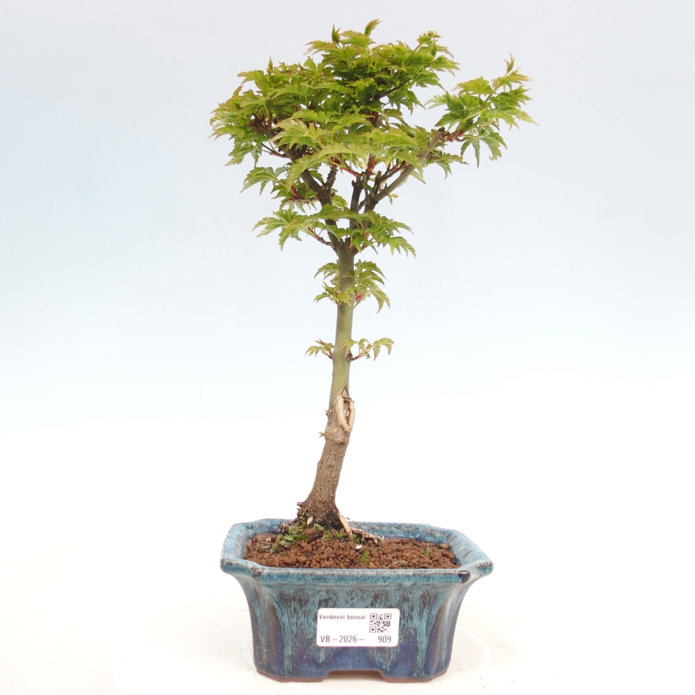 Bonsai da esterno -Javor a foglie piccole SHISHIGASHIRA