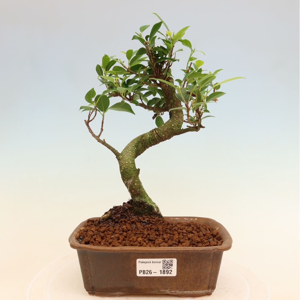 Camera bonsai - Ficus retusa - ficus a foglie piccole