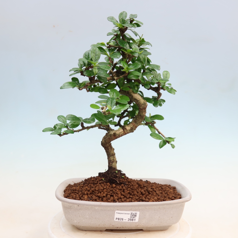 Camera bonsai - Carmona macrophylla - Tea fuki