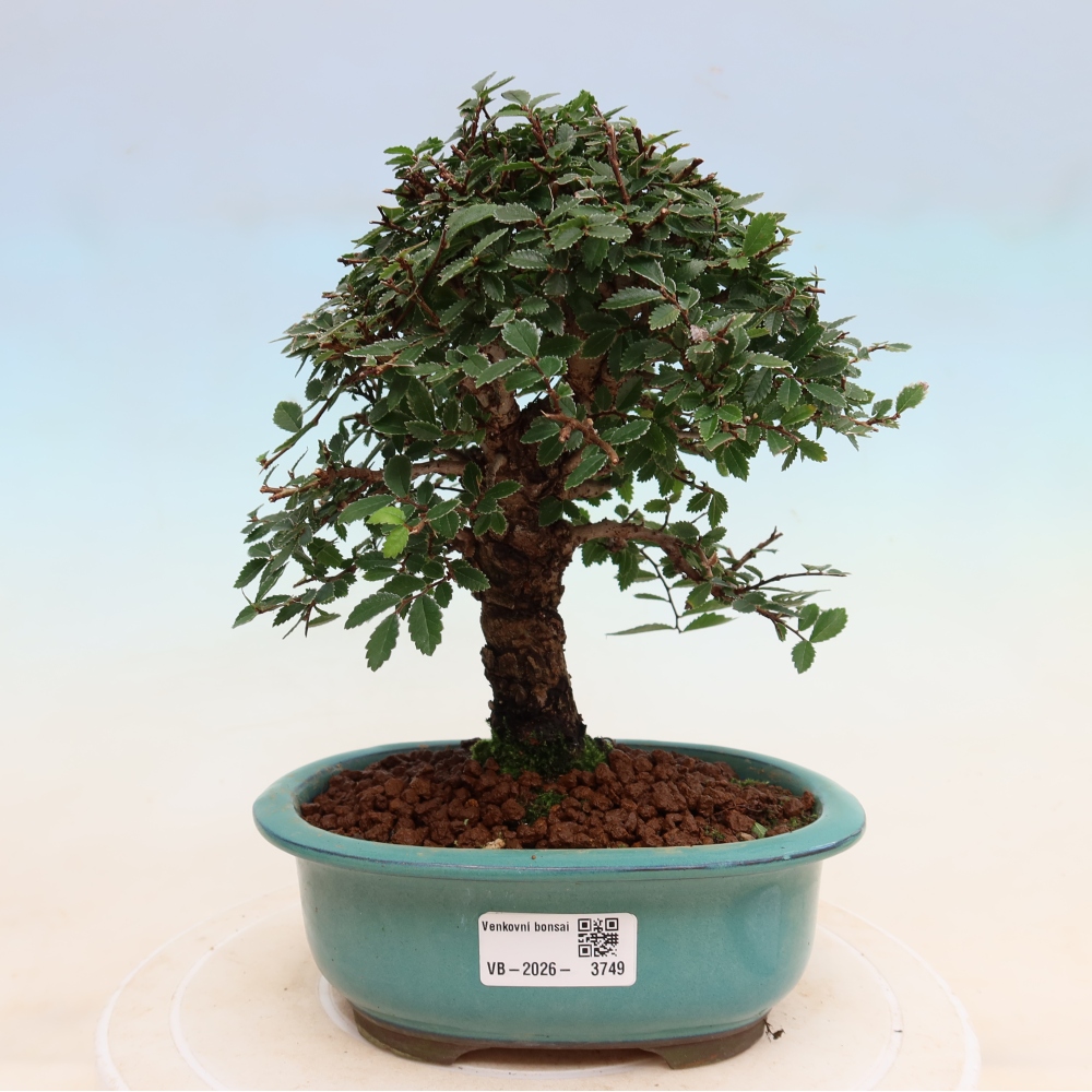 Bonsai da esterno - Zelkova - Zelkova NIRE