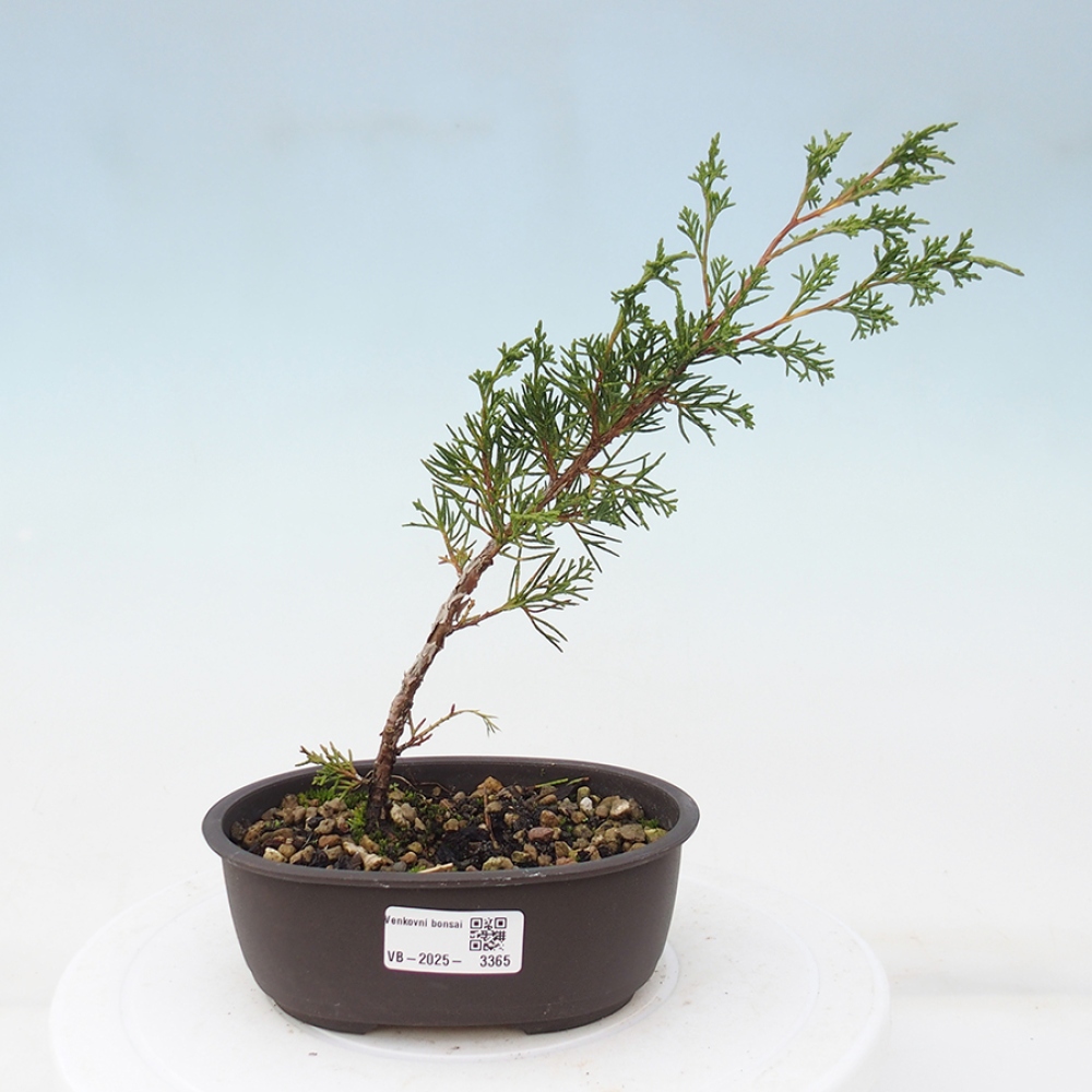 Bonsai da esterno - Juniperus chinensis Itoigawa
