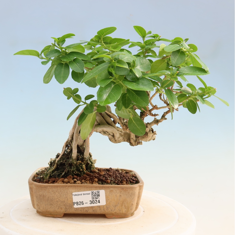 Bonsai da interno - Premna serratifolia - Kozlovna malolista