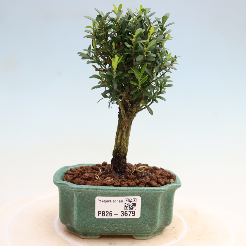 Camera bonsai - Buxus harlandii - buxus da sughero