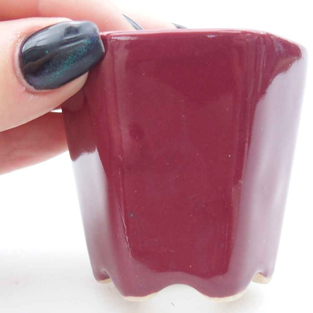 Mini bonsai 5,5 x 5 x 5 cm, colore bordeaux