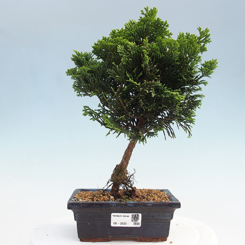 Bonsai da esterno - Cham.pis obtusa Nana Gracilis - Cipresso
