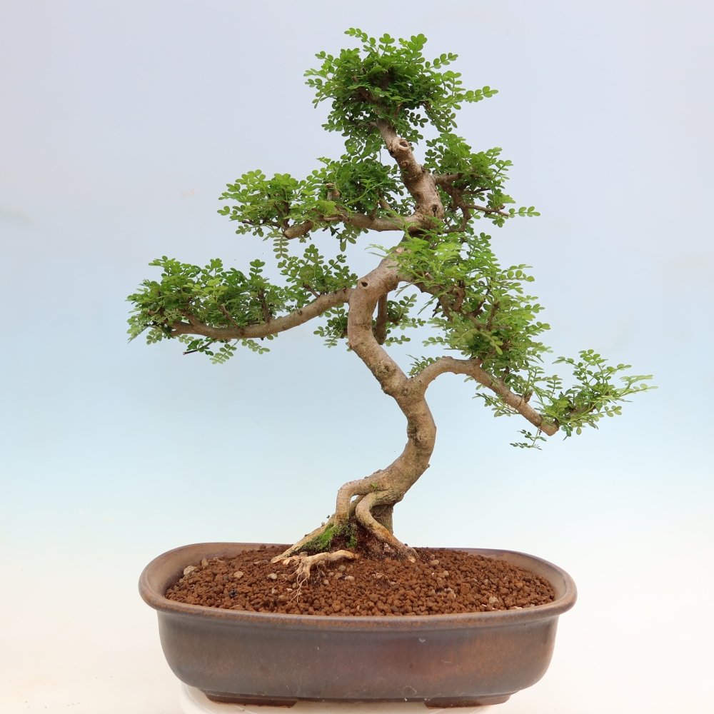 Camera bonsai - Zantoxylum piperitum - albero del pepe