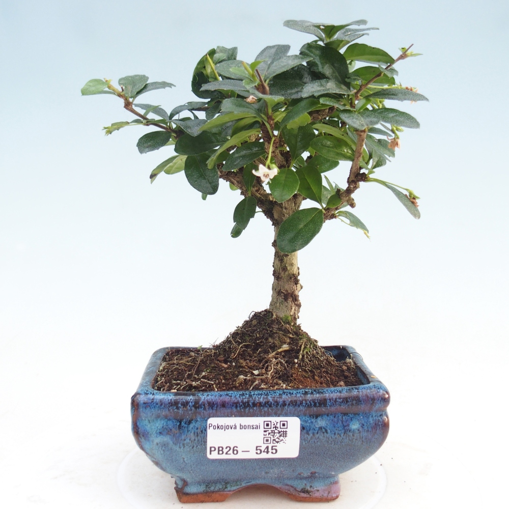 Camera bonsai - Carmona macrophylla - Tea fuki