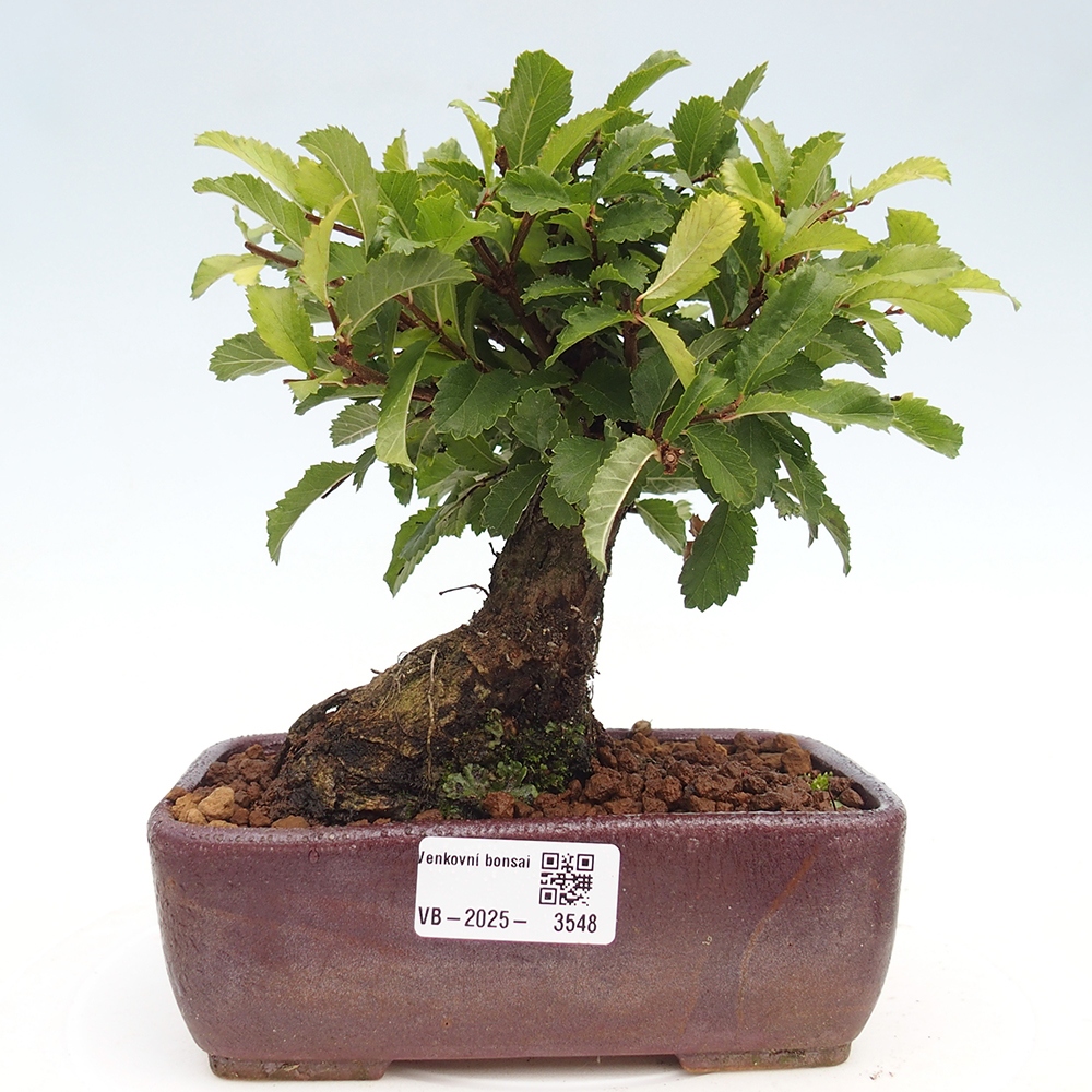 Bonsai da esterno - Zelkova - Zelkova NIRE
