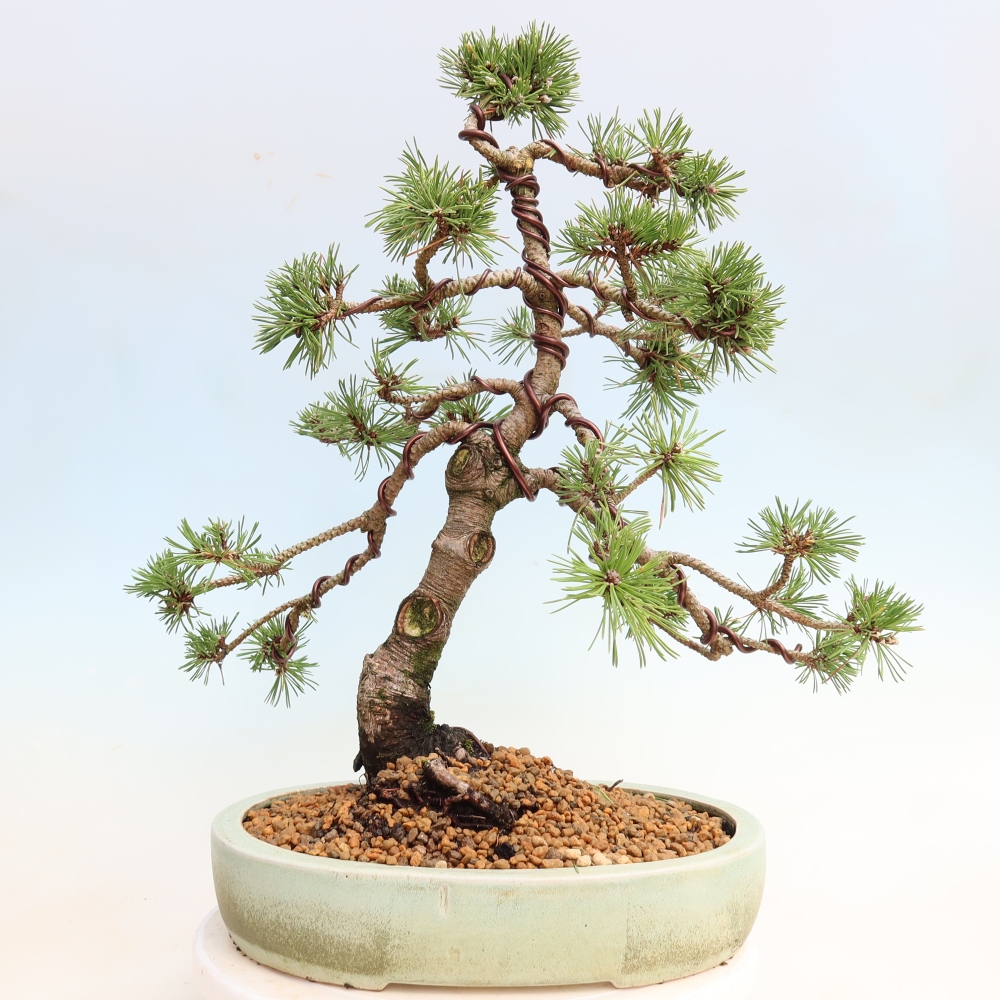 Bonsai da esterno - Pinus mugo Humpy  - Pino mugo