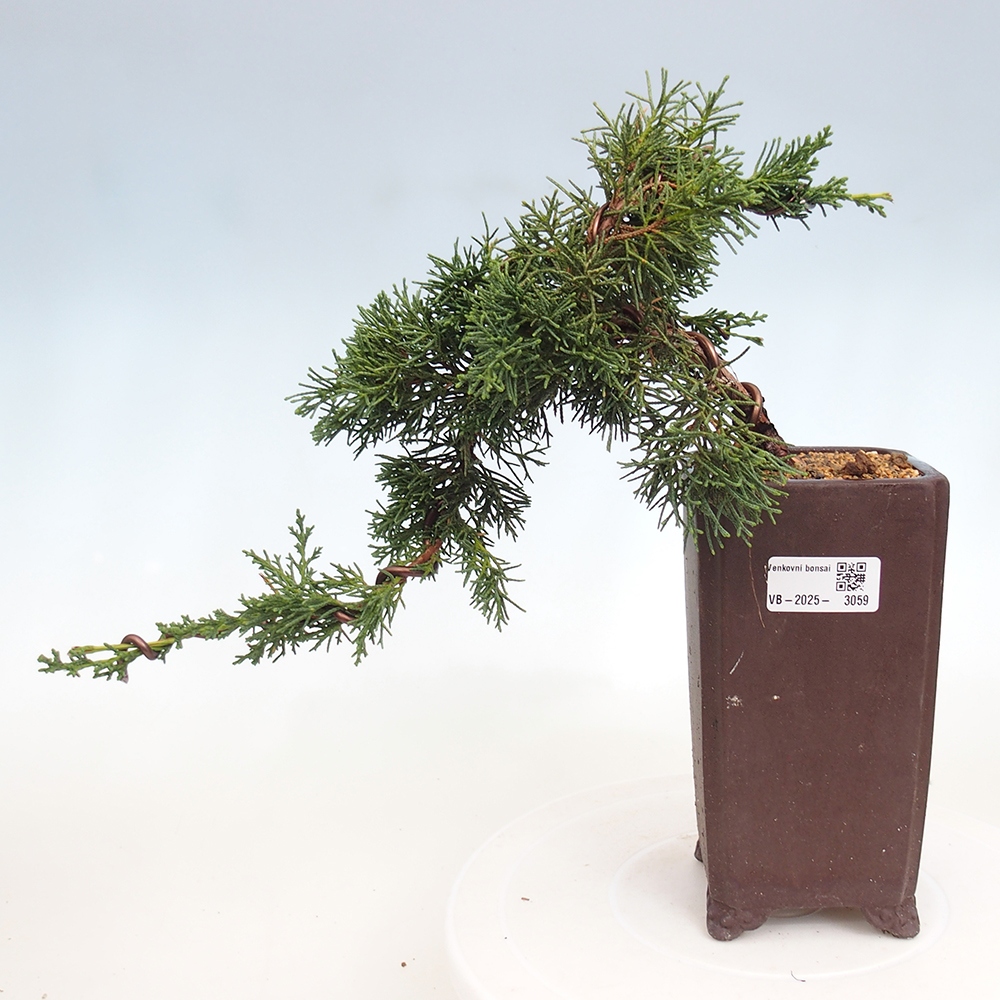 Bonsai da esterno - Juniperus chinensis Kishu