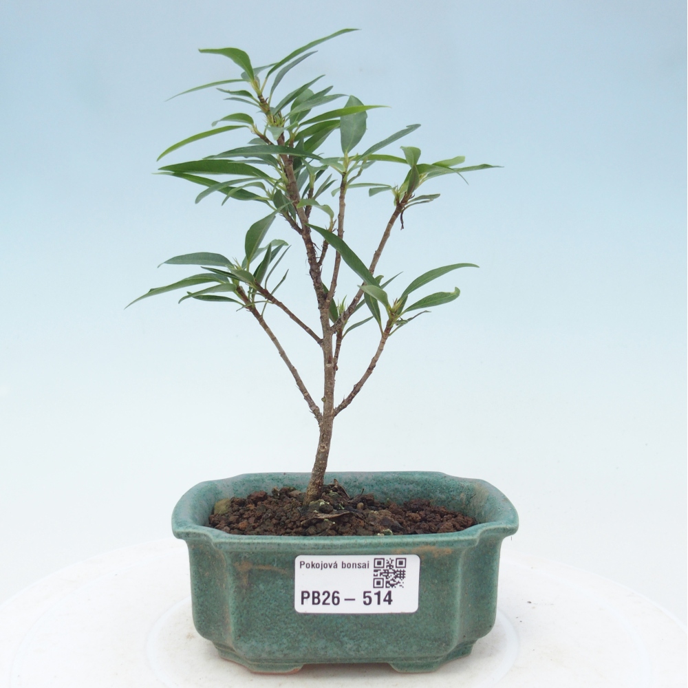 Camera bonsai - Ficus nerifolia - ficus a foglie piccole