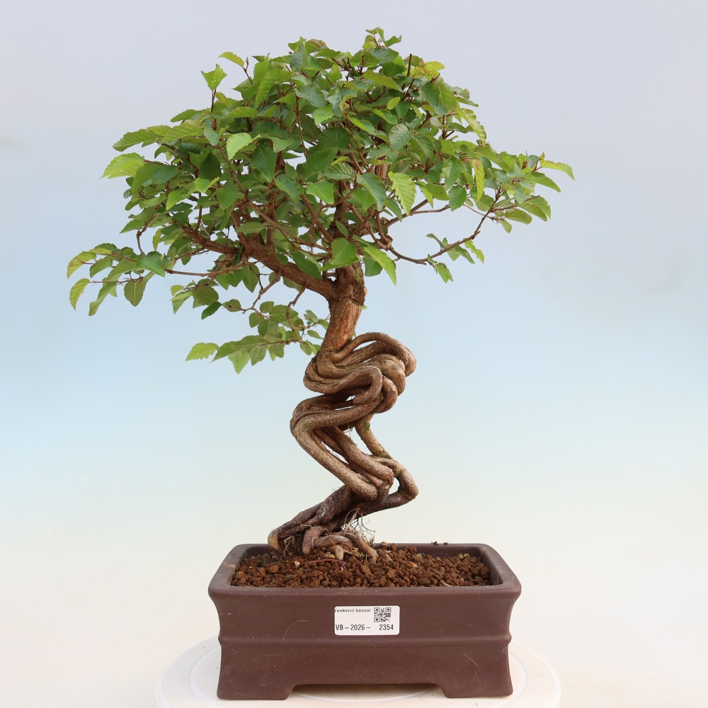 Bonsai da esterno -Carpinus Coreana - Carpino coreano
