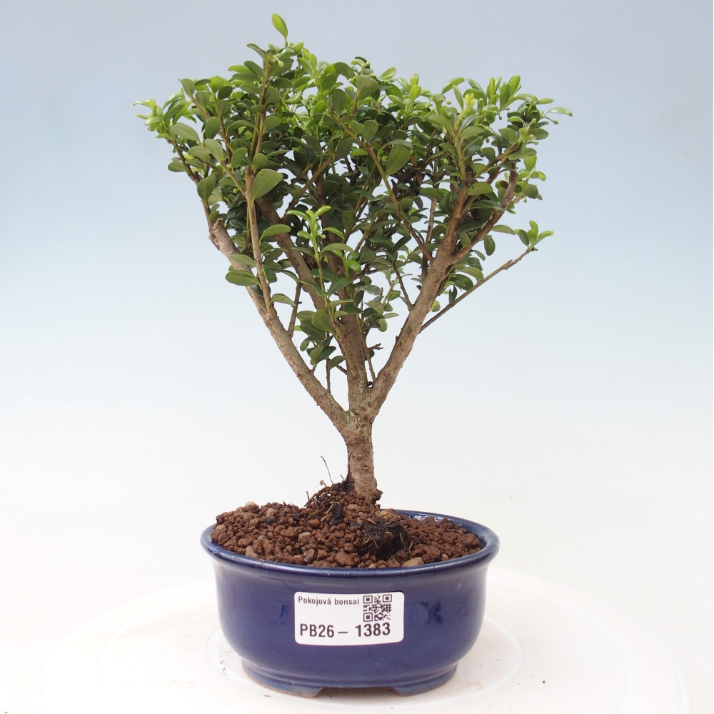 Camera bonsai - Ilex crenata - Agrifoglio
