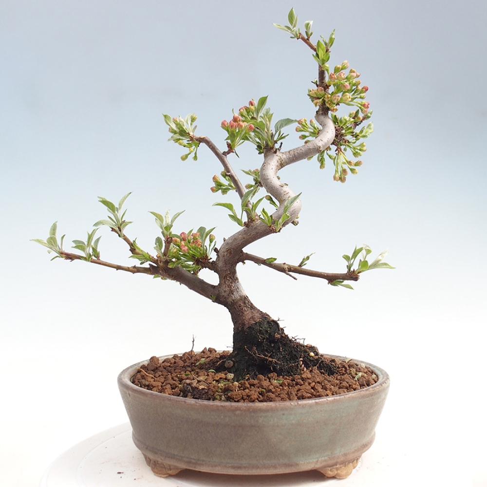 Bonsai da esterno - Malus sargentii - Melo a frutto piccolo