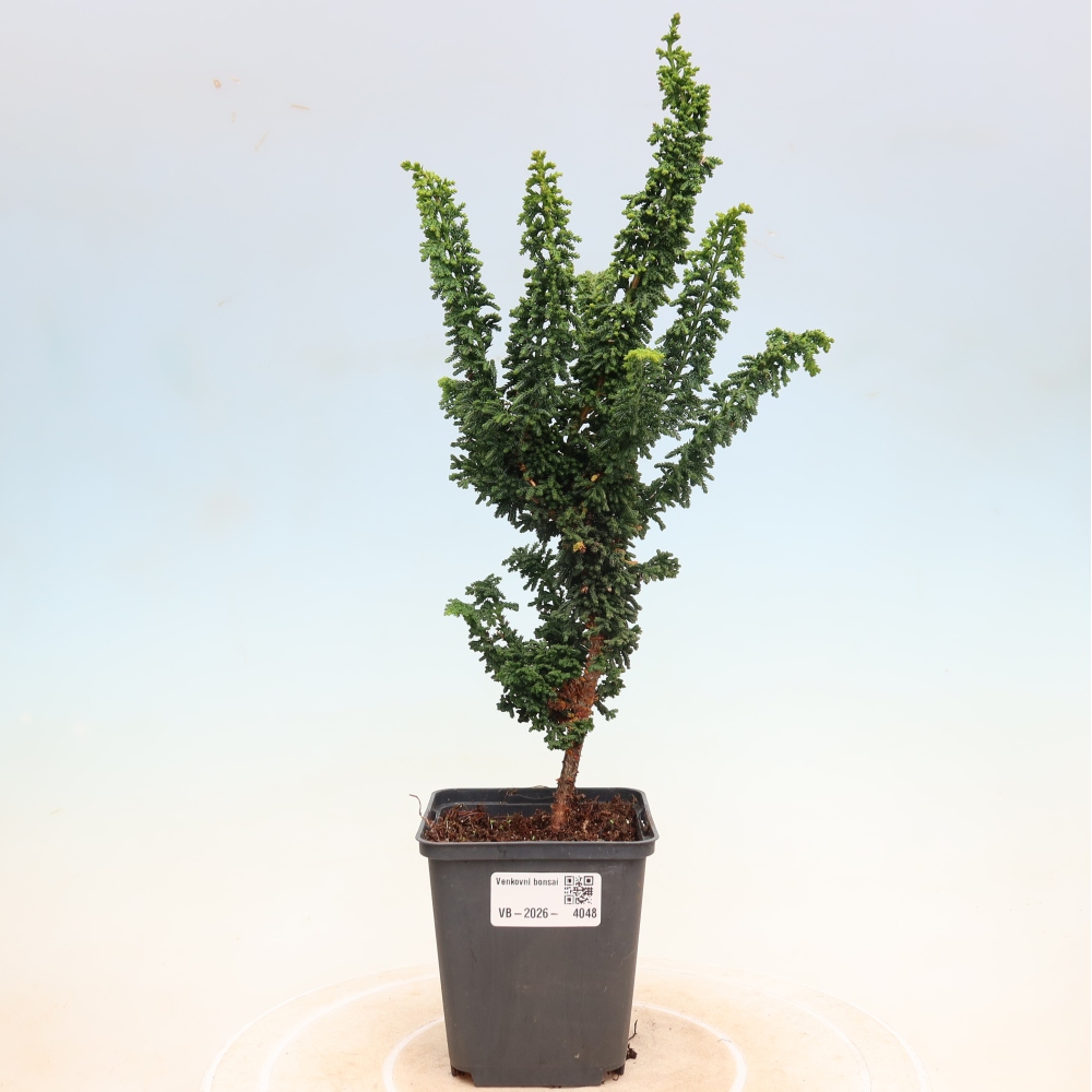 Bonsai da esterno - Cham. obtusa SEKKA HINOKI - Cipresso