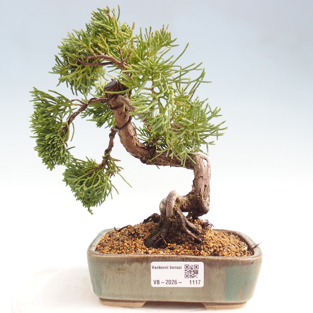 Bonsai da esterno - Juniperus chinensis Kishu