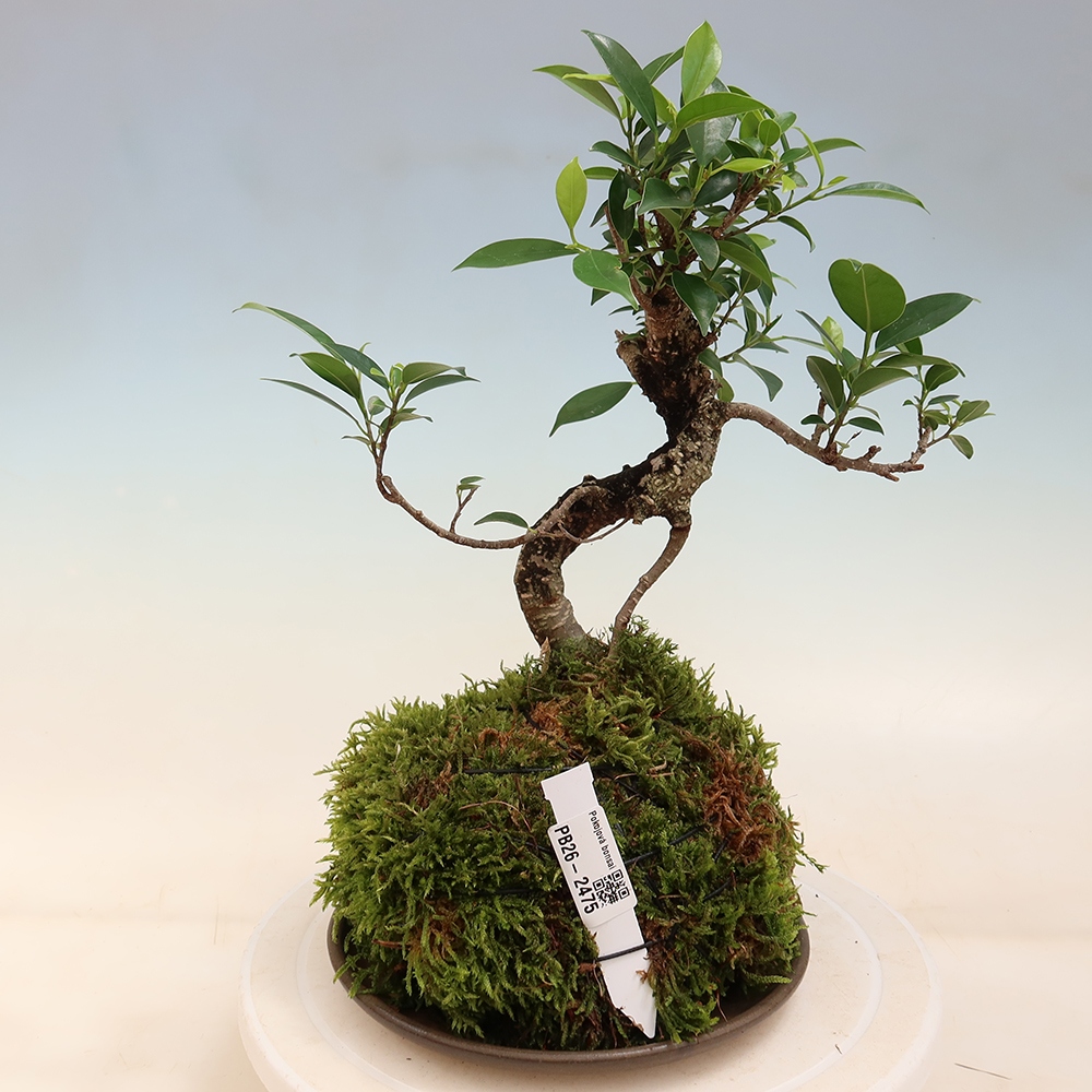 Kokedama con sottovaso - ficus a foglia piccola - Ficus kimmen