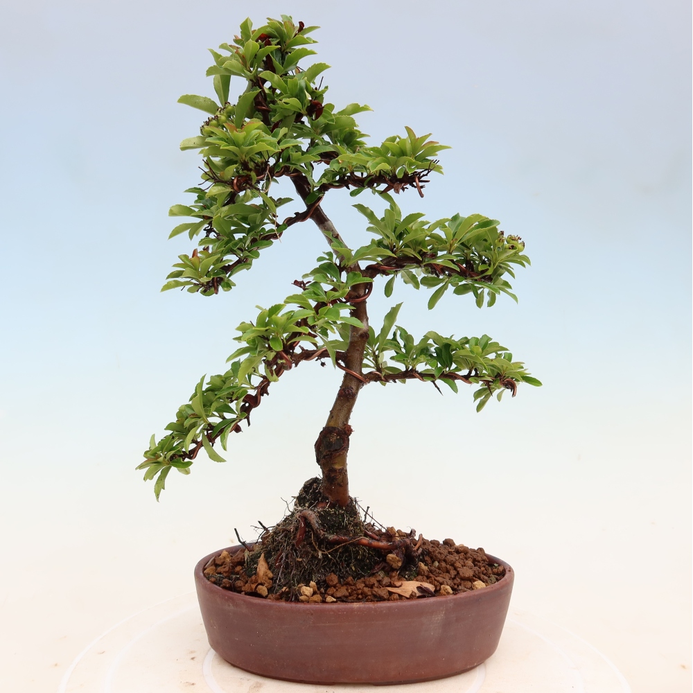 Bonsai da esterno - Pyracantha teton - Pyracantha scarlatta